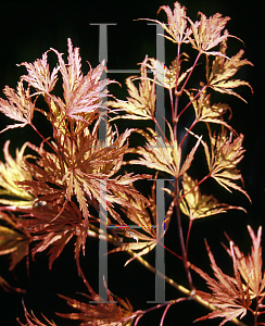 Picture of Acer palmatum (Dissectum Group) 'Red Autumn Lace'