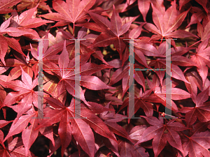 Picture of Acer palmatum (Matsumurae Group) 'Red Baron'