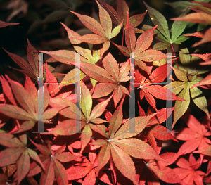 Picture of Acer palmatum (Matsumurae Group) 'Red Baron'