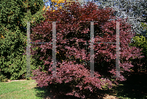 Picture of Acer palmatum (Matsumurae Group) 'Red Baron'