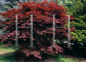 Picture of Acer palmatum (Matsumurae Group) 'Red Baron'