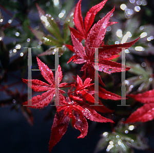 Picture of Acer palmatum (Matsumurae Group) 'Red Baron'