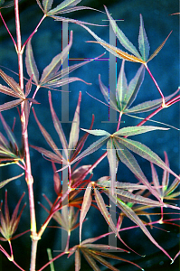 Picture of Acer palmatum(Linearilobum Group) 'Red Cloud'