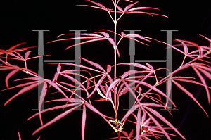 Picture of Acer palmatum(Linearilobum Group) 'Red Cloud'