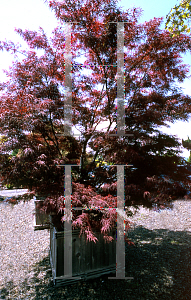 Picture of Acer palmatum(Linearilobum Group) 'Red Cloud'