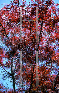 Picture of Acer palmatum(Linearilobum Group) 'Red Cloud'