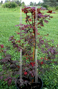 Picture of Acer palmatum (Matsumurae Group) 'Red Crusader'