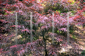 Picture of Acer shirasawanum 'Red Dawn'