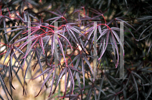 Picture of Acer shirasawanum 'Red Dawn'