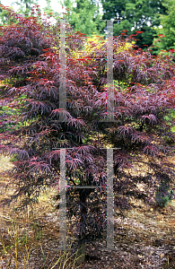 Picture of Acer shirasawanum 'Red Dawn'