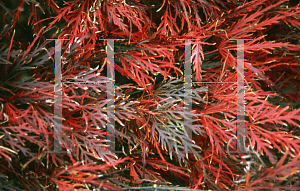 Picture of Acer palmatum (Dissectum Group) 'Red Dragon'