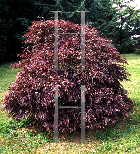 Picture of Acer palmatum (Dissectum Group) 'Red Dragon'