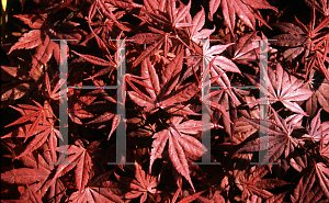 Picture of Acer palmatum 'Red Emperor'