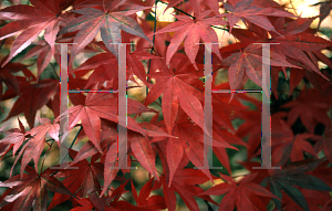 Picture of Acer palmatum 'Red Emperor'