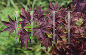 Picture of Acer palmatum 'Red Emperor'