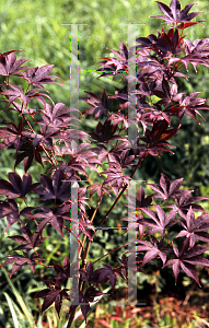 Picture of Acer palmatum 'Red Emperor'