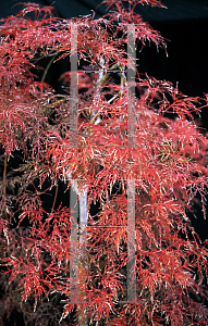 Picture of Acer palmatum (Dissectum Group) 'Red Feathers'