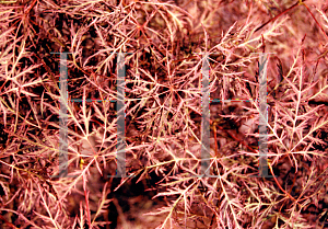 Picture of Acer palmatum (Dissectum Group) 'Red Feathers'