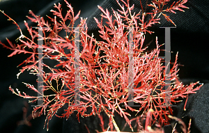 Picture of Acer palmatum (Dissectum Group) 'Red Feathers'