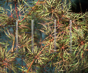 Picture of Acer palmatum (Dissectum Group) 'Red Feathers'