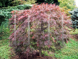 Picture of Acer palmatum (Dissectum Group) 'Red Filigree Lace'