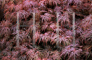 Picture of Acer palmatum (Dissectum Group) 'Red Filigree Lace'