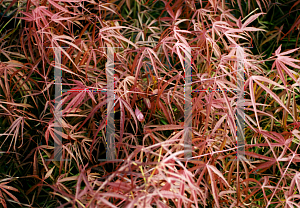 Picture of Acer palmatum(Linearilobum Group) 'Red Pygmy'