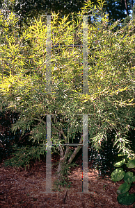 Picture of Acer palmatum(Linearilobum Group) 'Red Pygmy'