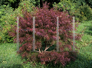 Picture of Acer palmatum(Linearilobum Group) 'Red Pygmy'