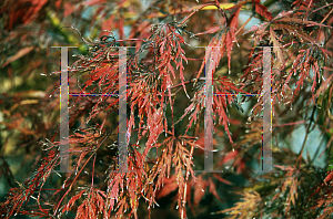 Picture of Acer palmatum (Dissectum Group) 'Inaba shidare'