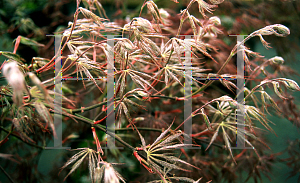 Picture of Acer palmatum (Dissectum Group) 'Inaba shidare'