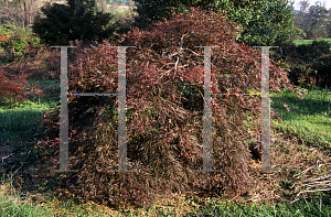 Picture of Acer palmatum (Dissectum Group) 'Inaba shidare'