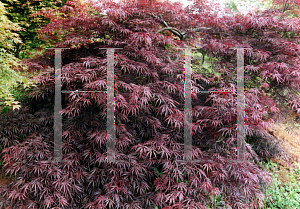 Picture of Acer palmatum (Dissectum Group) 'Inaba shidare'