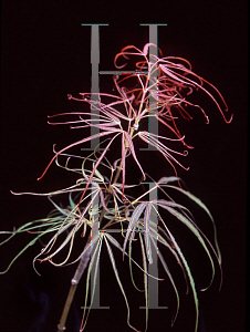 Picture of Acer palmatum(Linearilobum Group) 'Red Spider'