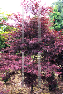 Picture of Acer palmatum(Linearilobum Group) 'Red Spider'