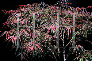 Picture of Acer palmatum(Linearilobum Group) 'Red Spider'