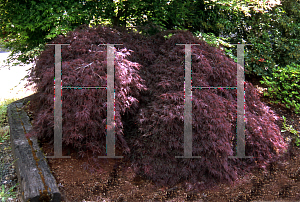 Picture of Acer palmatum (Dissectum Group) 'Beni komo-no-su (Red Spider Web)'