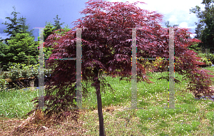 Picture of Acer palmatum (Dissectum Group) 'Beni komo-no-su (Red Spider Web)'