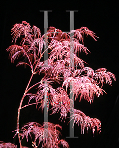 Picture of Acer palmatum (Dissectum Group) 'Beni komo-no-su (Red Spider Web)'