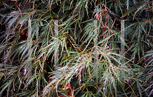 Picture of Acer palmatum (Dissectum Group) 'Red Strata'
