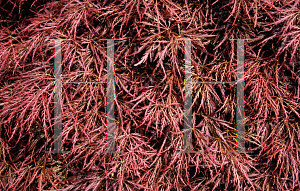 Picture of Acer palmatum (Dissectum Group) 'Red Strata'