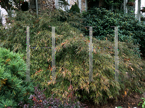 Picture of Acer palmatum (Dissectum Group) 'Red Strata'