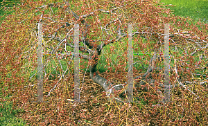 Picture of Acer palmatum (Dissectum Group) 'Red Strata'