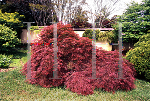 Picture of Acer palmatum (Dissectum Group) 'Red Strata'