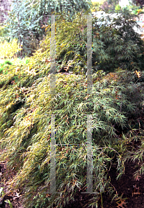 Picture of Acer palmatum (Dissectum Group) 'Red Strata'