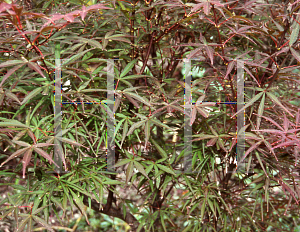 Picture of Acer palmatum(Linearilobum Group) 'Hupp's Red Willow (Red Willow)'