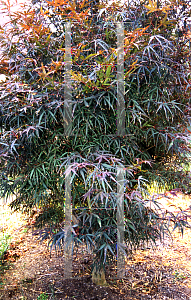 Picture of Acer palmatum(Linearilobum Group) 'Hupp's Red Willow (Red Willow)'