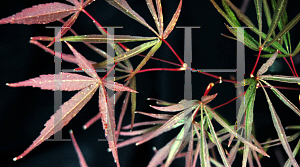 Picture of Acer palmatum(Linearilobum Group) 'Hupp's Red Willow (Red Willow)'