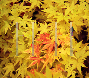 Picture of Acer palmatum 'Red Wood'