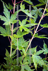 Picture of Acer palmatum 'Red Wood'